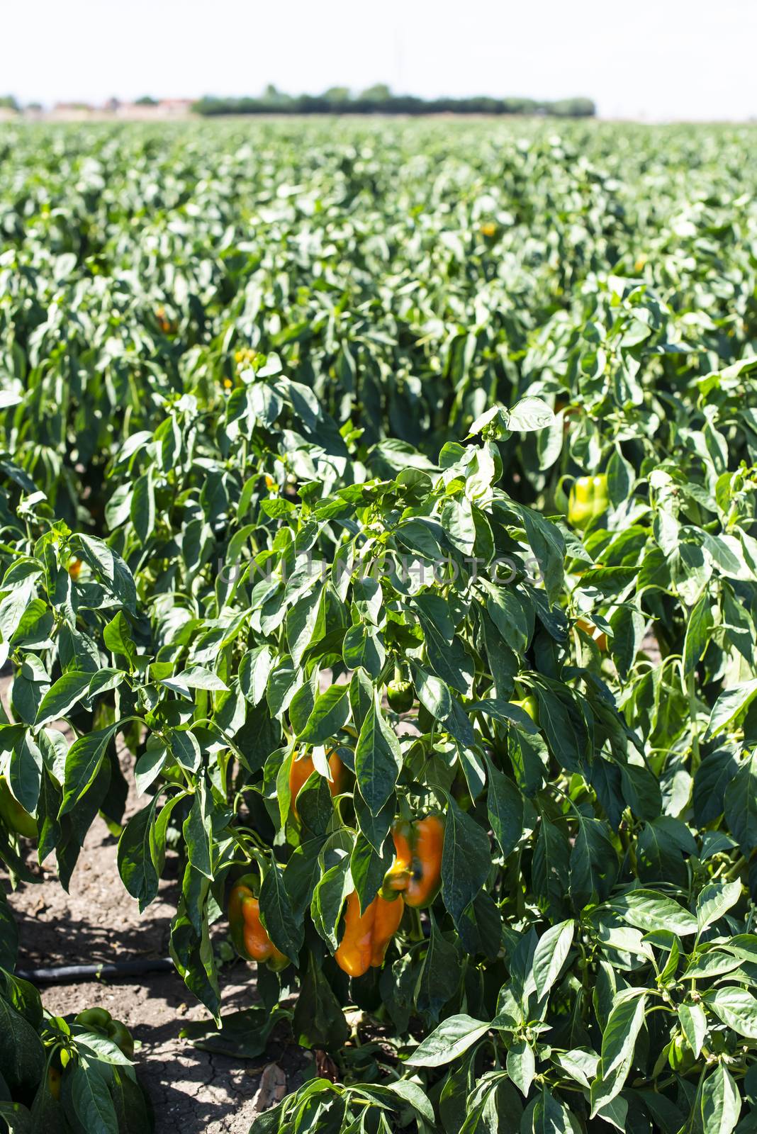 Growing peppers on the field. Natural growing vegetables in farm.