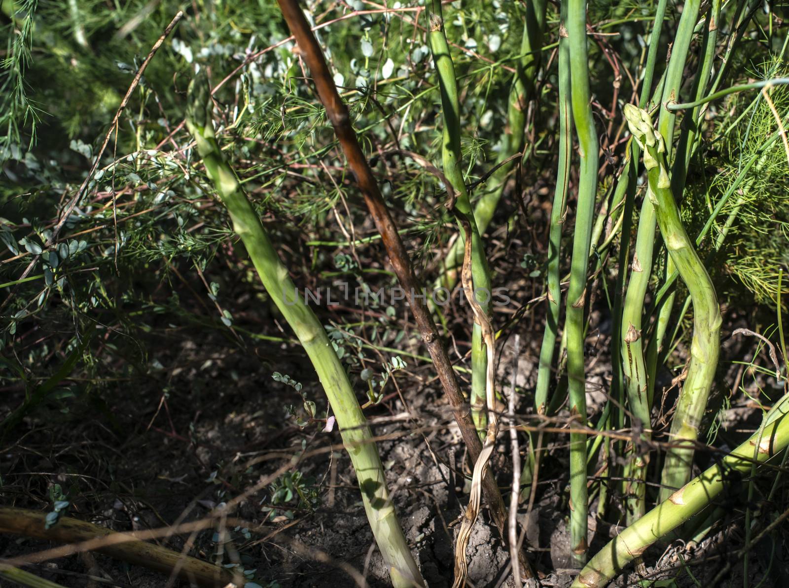 Asparagus plants in the nature. Close-up asparagus. Growing asparagus in agriculture.