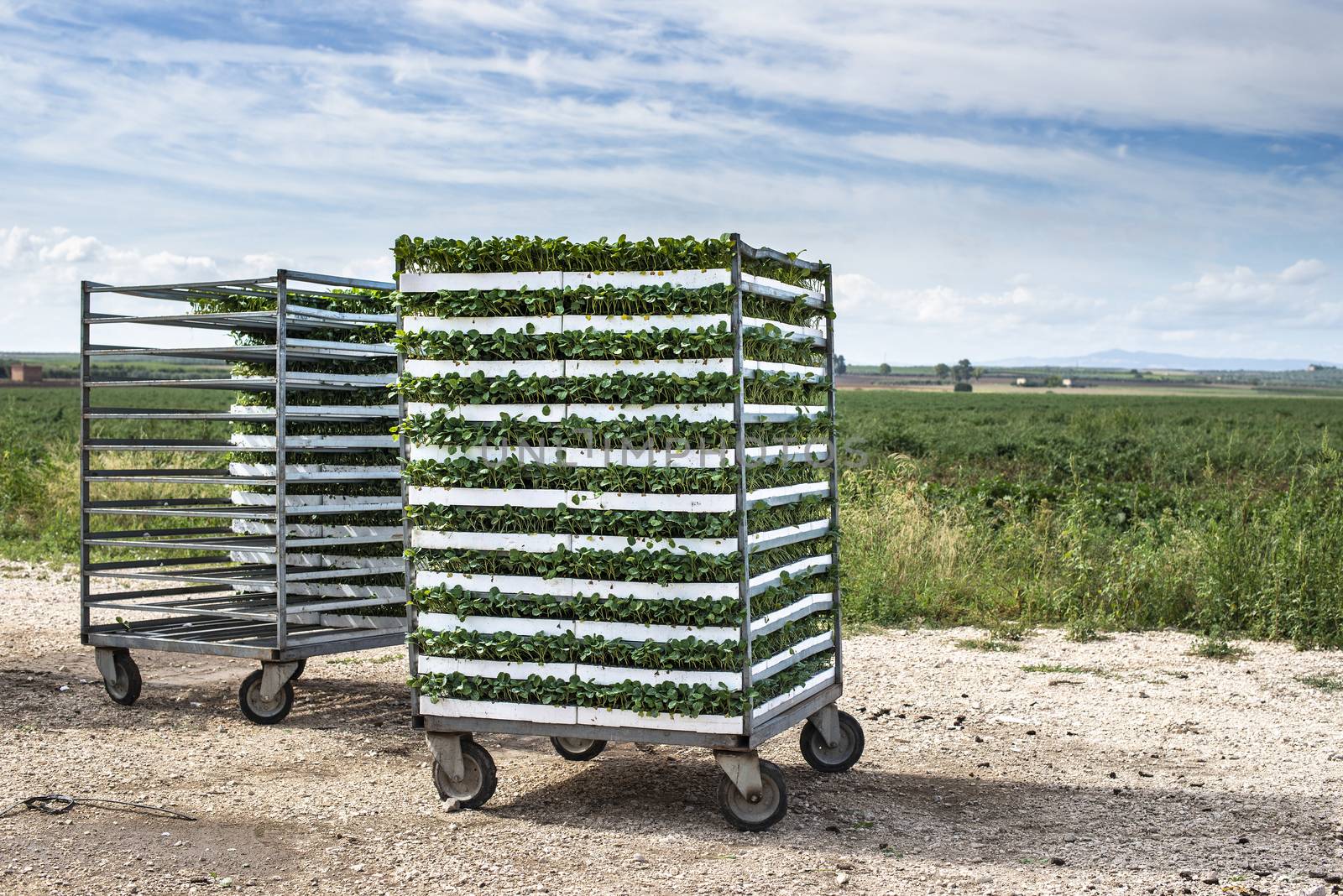 Seedlings in packages placed on shelving in the field. Concept for planting new plants on agriculture field.