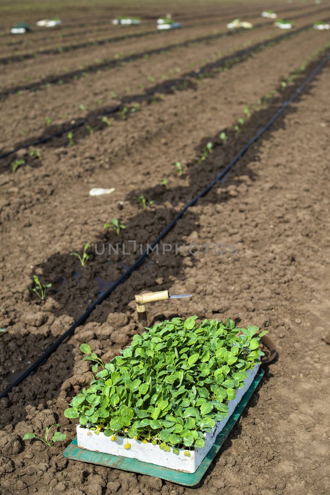Seedlings in crates on the agriculture land. Planting broccoli i by deyan_georgiev