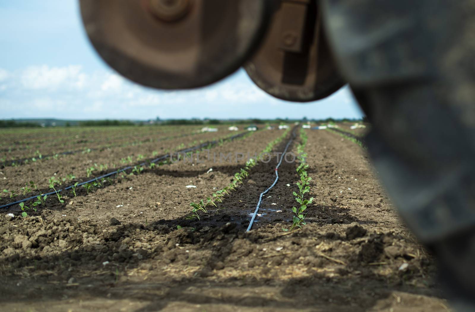 Tractor tire seedlings in rows on the agriculture land. Planting new plants in soil. Big plantation. Planting broccoli in industrial farm. 