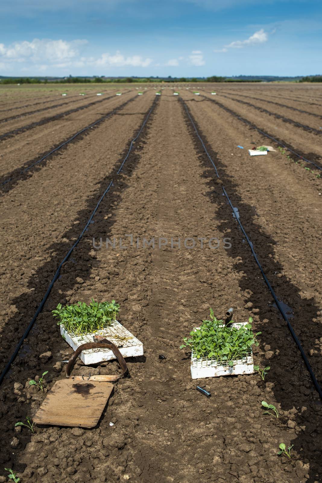 Seedlings in crates on the agriculture land. Planting broccoli i by deyan_georgiev