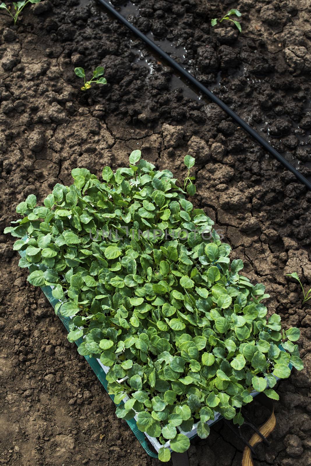 Seedlings in crates on the agriculture land. Planting new plants in soil. Big plantation. Planting broccoli in industrial farm.