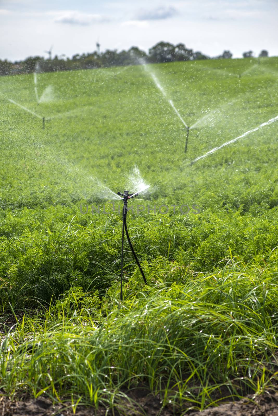 Watering plantation with carrots. Irrigation sprinklers in big c by deyan_georgiev