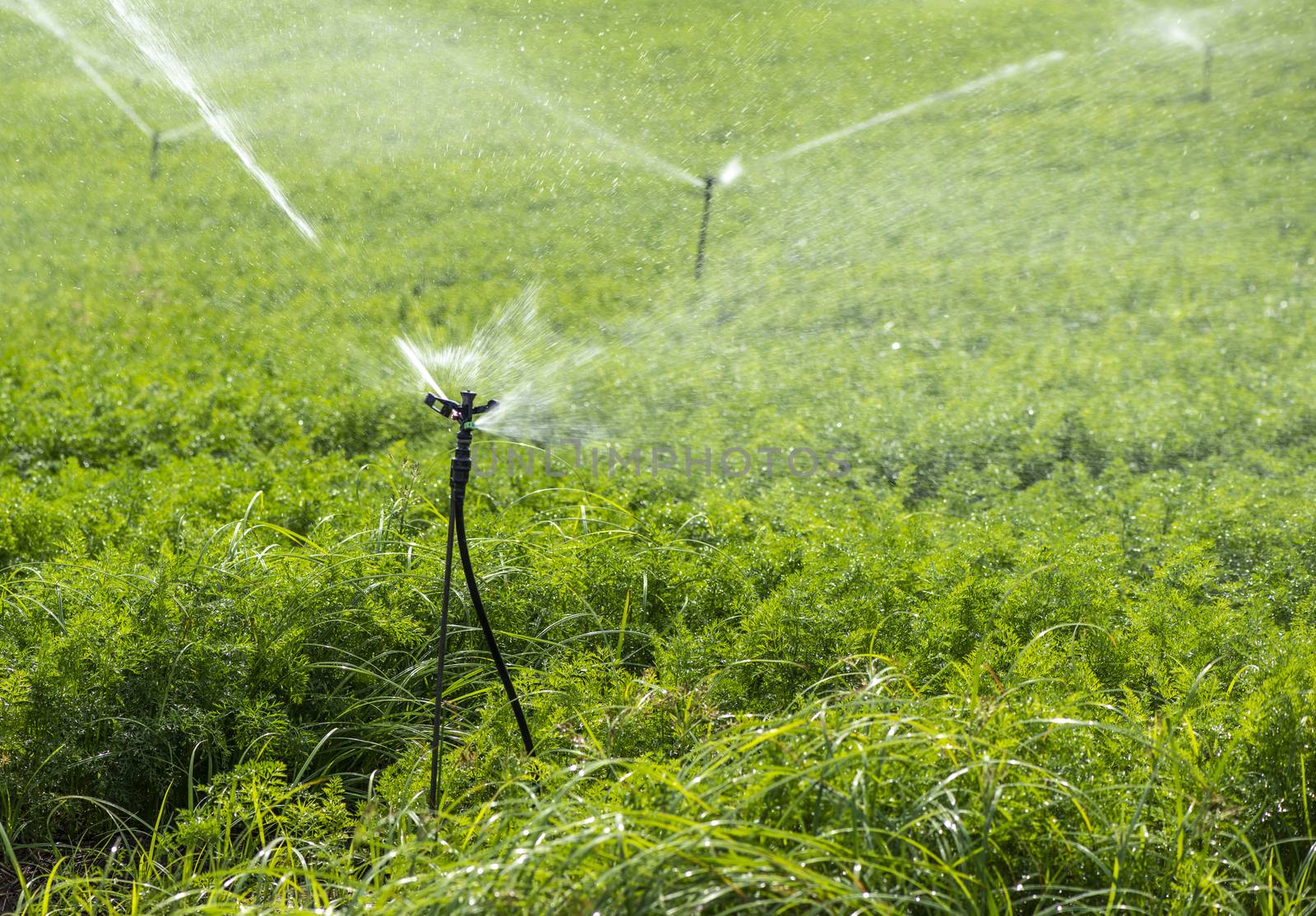 Watering plantation with carrots. Irrigation sprinklers in big c by deyan_georgiev
