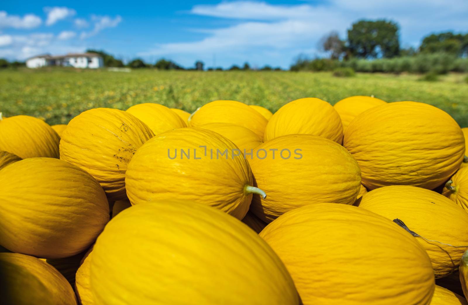Canary yellow melons from the farm. by deyan_georgiev