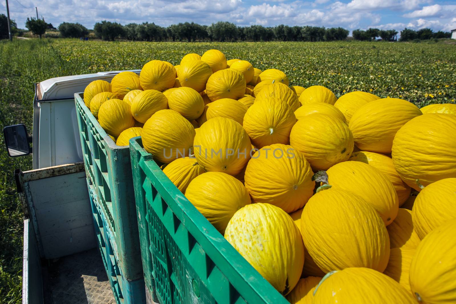 Canary yellow melons in crate loaded on truck from the farm. Transport melons from the plantation. Sunny day.