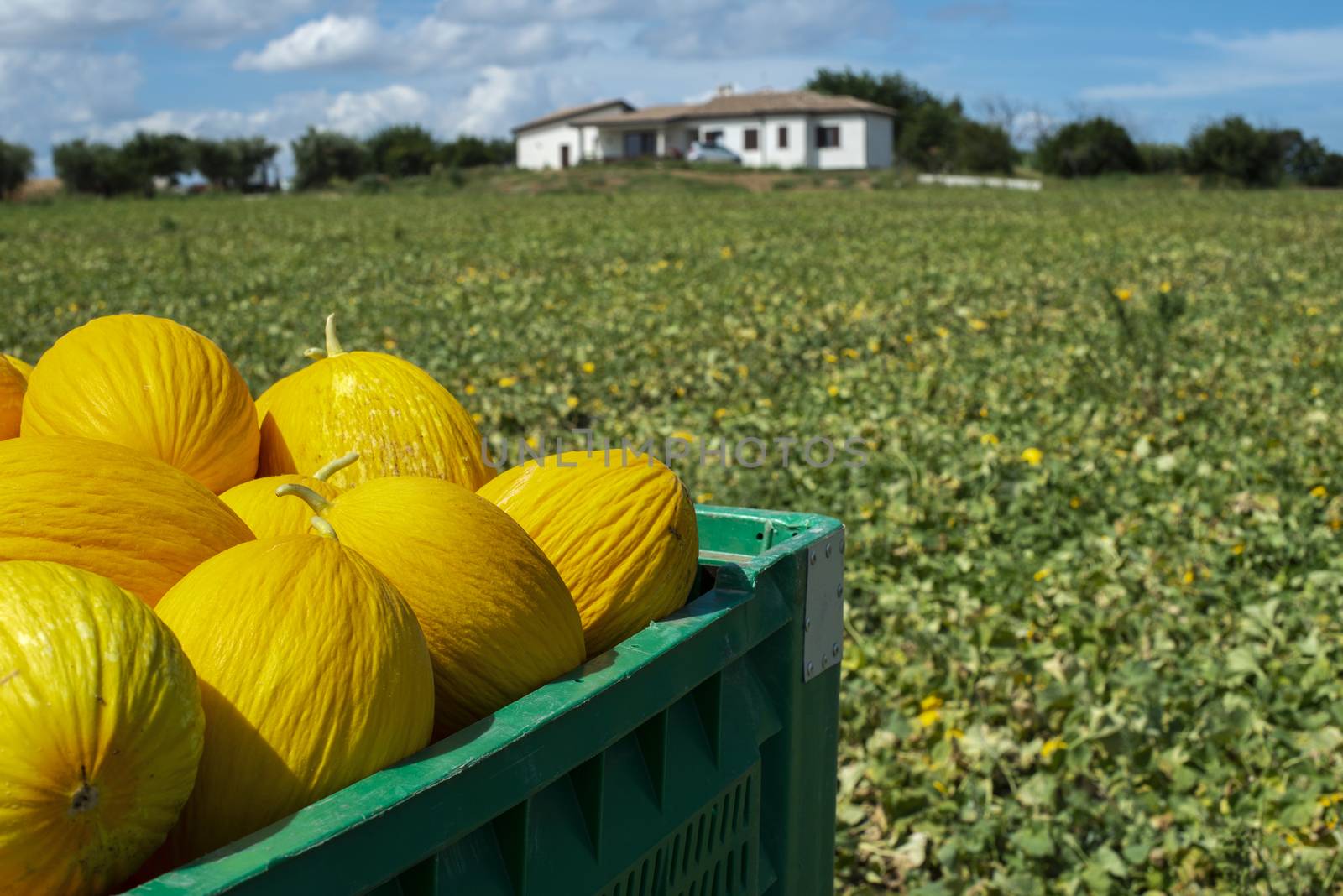 Canary yellow melons in crate loaded on truck from the farm. Transport melons from the plantation. Sunny day.