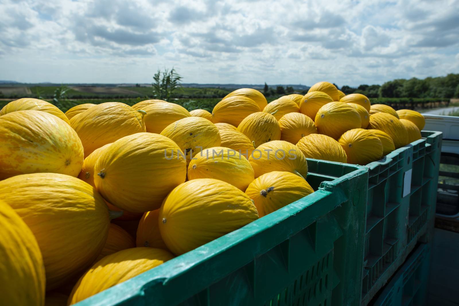 Canary yellow melons in crate loaded on truck from the farm. Transport melons from the plantation. Sunny day.