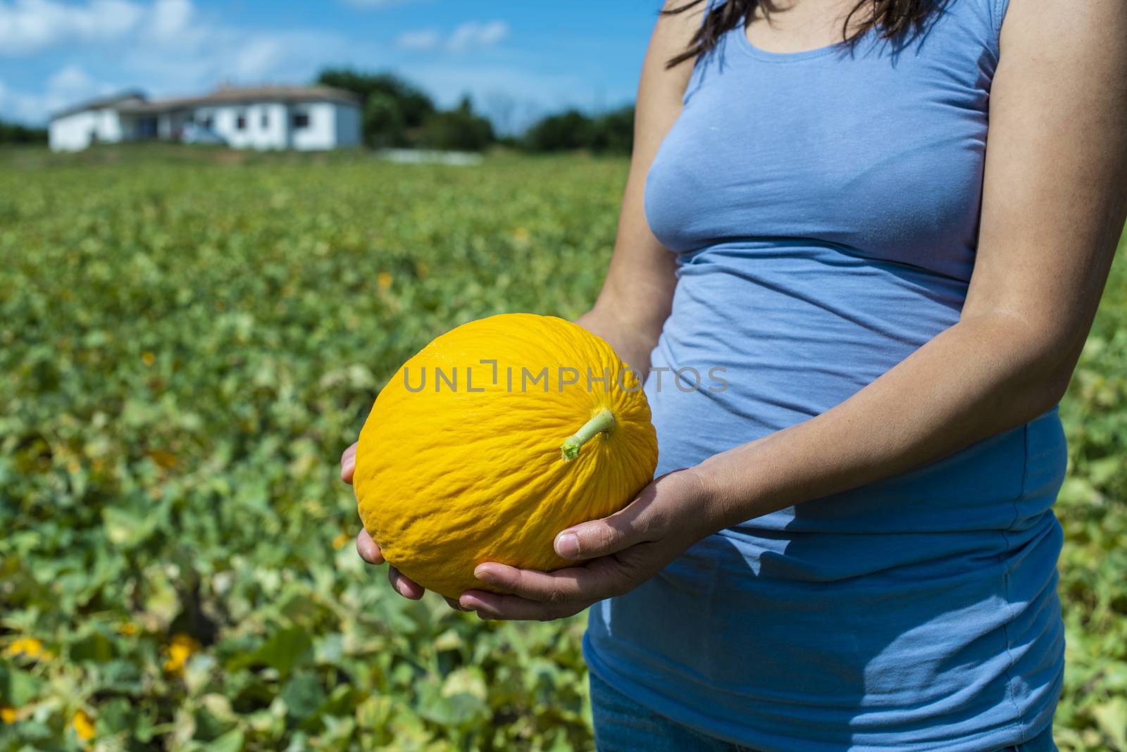 Harvest canary melons. Sunny day. Picking yellow melons in plant by deyan_georgiev