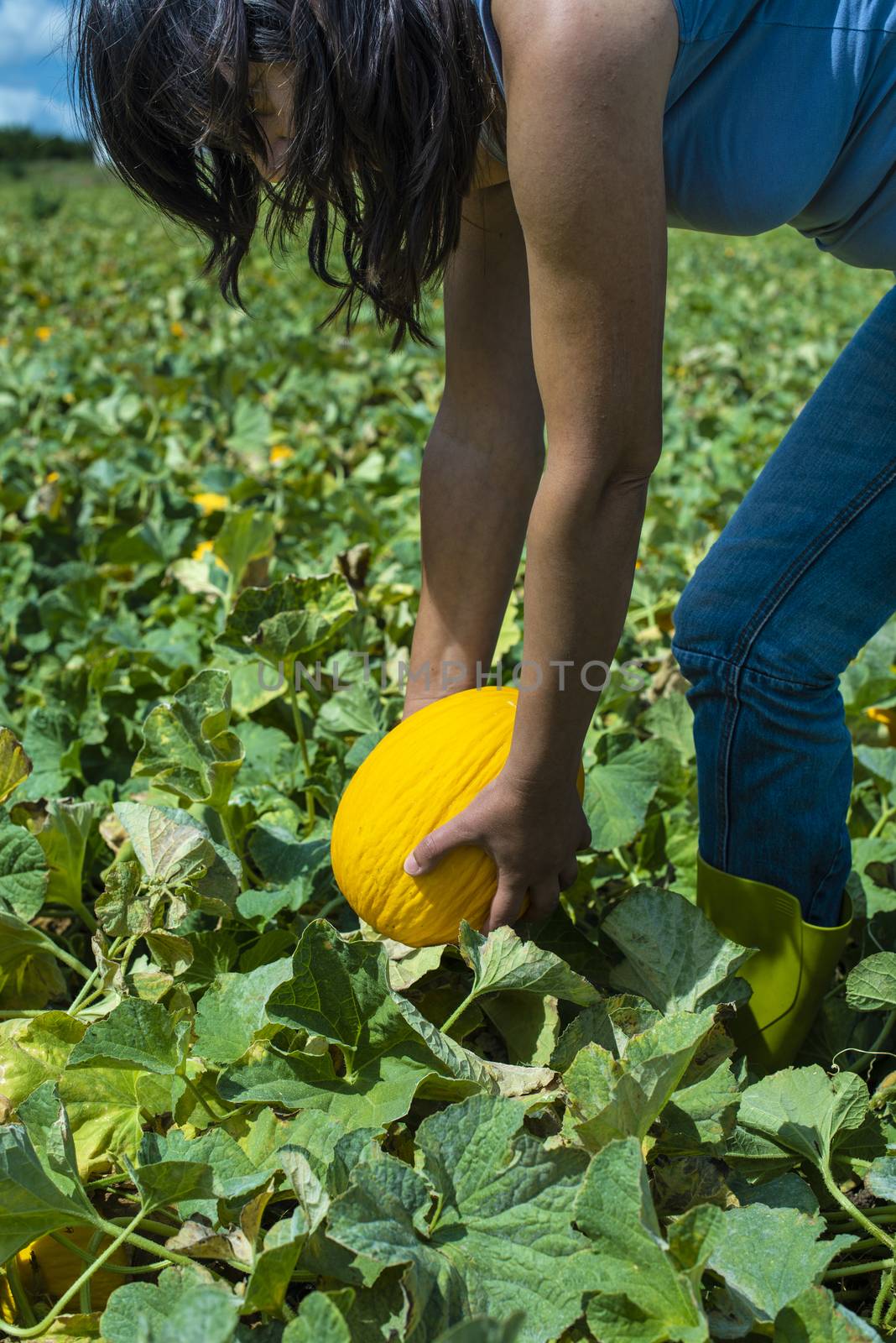 Harvest canary melons. Sunny day. Picking yellow melons in plantation. Woman hold melon in a big farm.