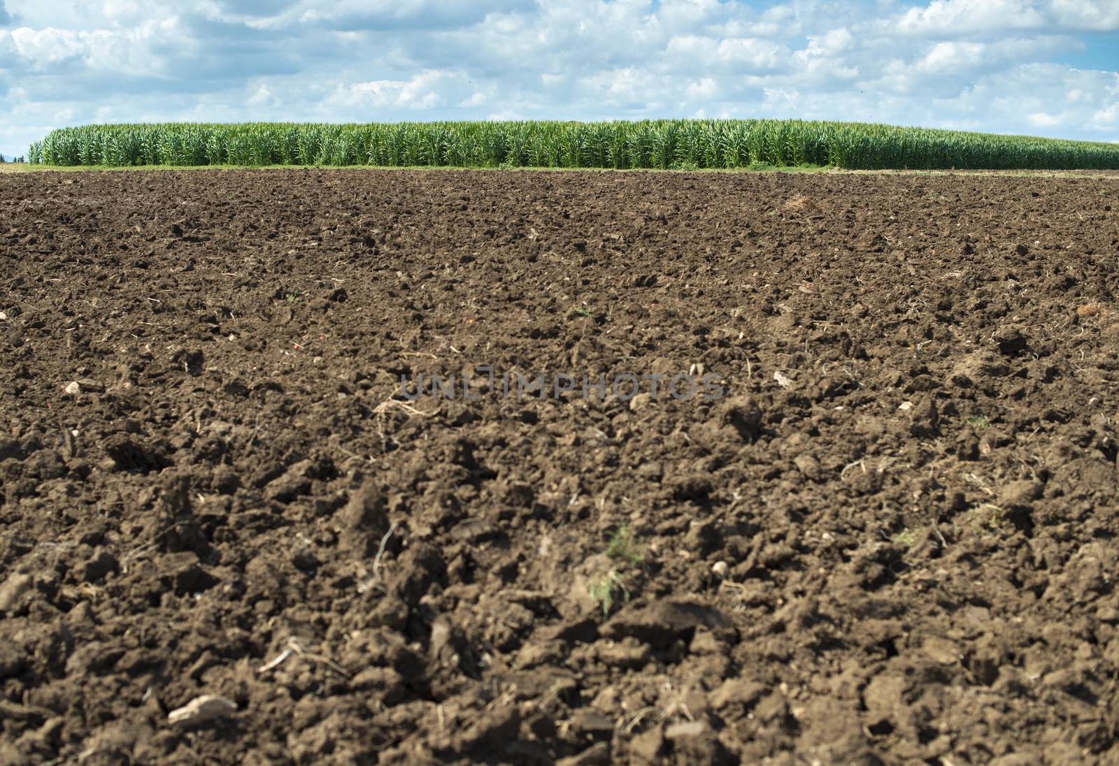 Plowed soil and plantations with corn in the background by deyan_georgiev