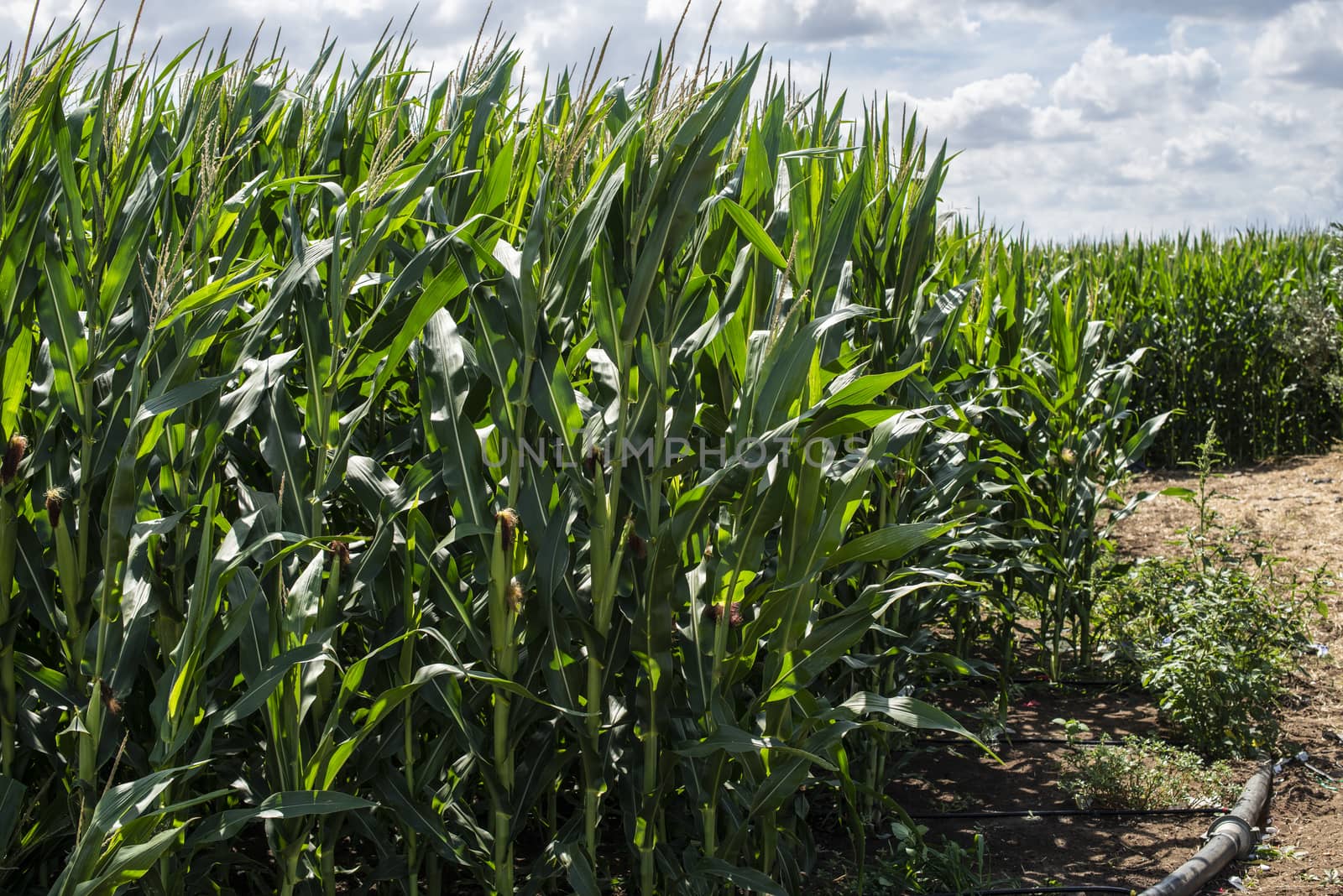 Plowed soil and plantations with corn in the background by deyan_georgiev