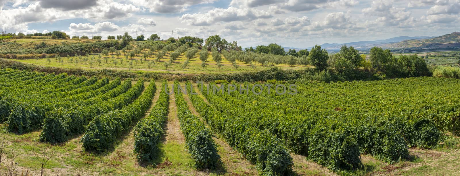 Vineyards in rows. High views from drone. Sunset backlight. Panoramic image. Growing wine grape in Italy.