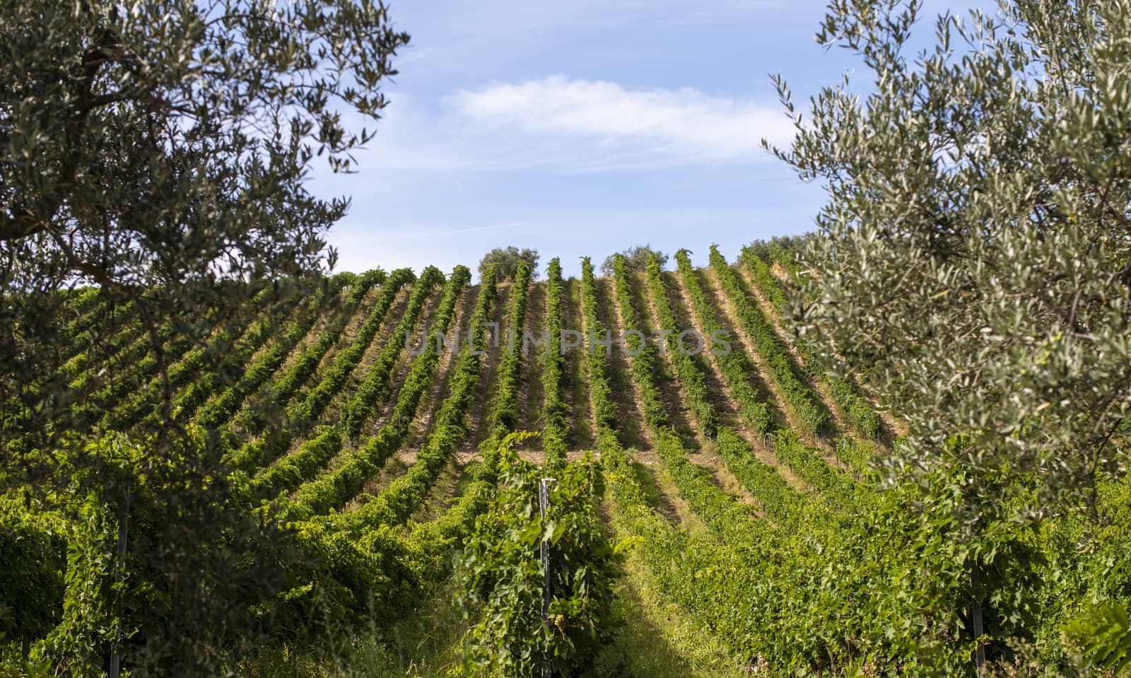 Vineyards with red grape for wine making. Big italian vineyard r by deyan_georgiev