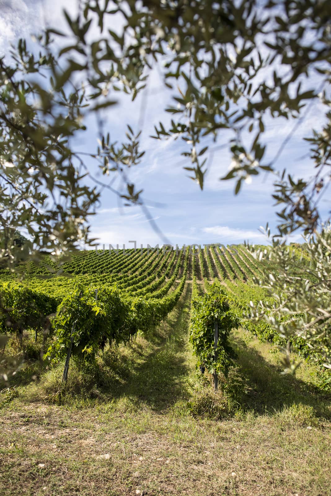 Vineyard rows and olive tree branches on foreground. Growing wine grapes and olives in countryside. Food travel concept in Italy.