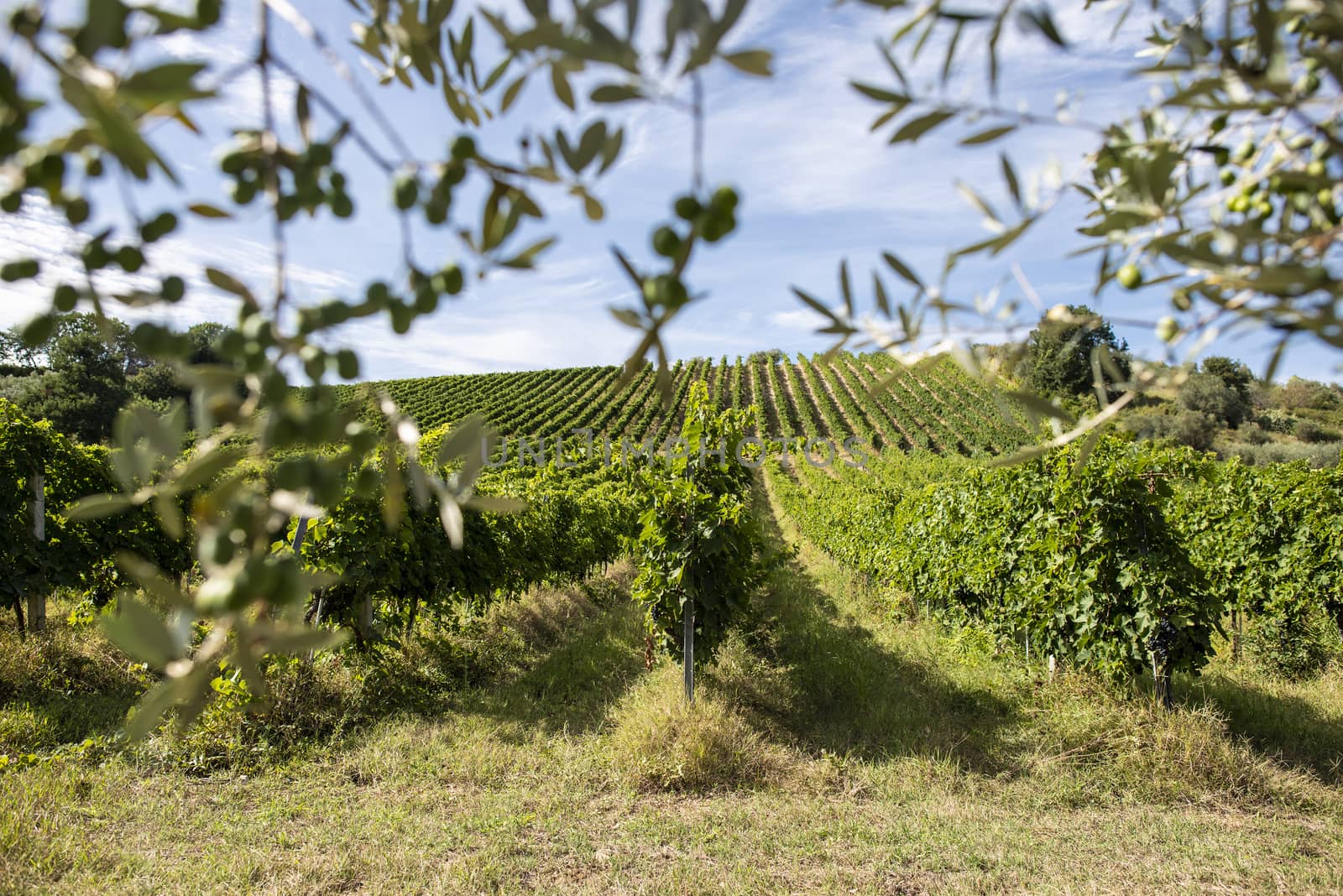 Vineyard rows and olive tree branches on foreground. Growing win by deyan_georgiev