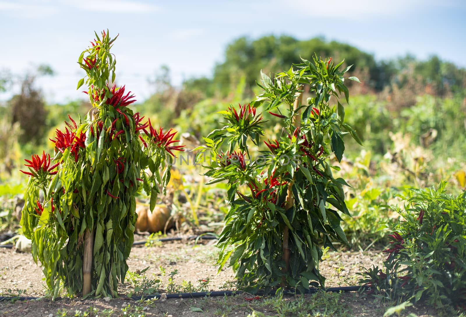 Small red hot peppers in bush. Sunlight. Small garden with hot peppers. Many ripe red hot variety peppers. Agriculture concept. Spicy and hot concept. Backlight. Ripe and dry with sharp tip peppers.