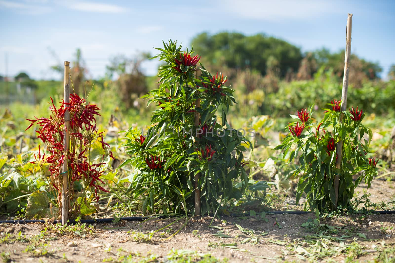 Small red hot peppers in bush. Sunlight. Small garden with hot peppers. Many ripe red hot variety peppers. Agriculture concept. Spicy and hot concept. Backlight. Ripe and dry with sharp tip peppers.