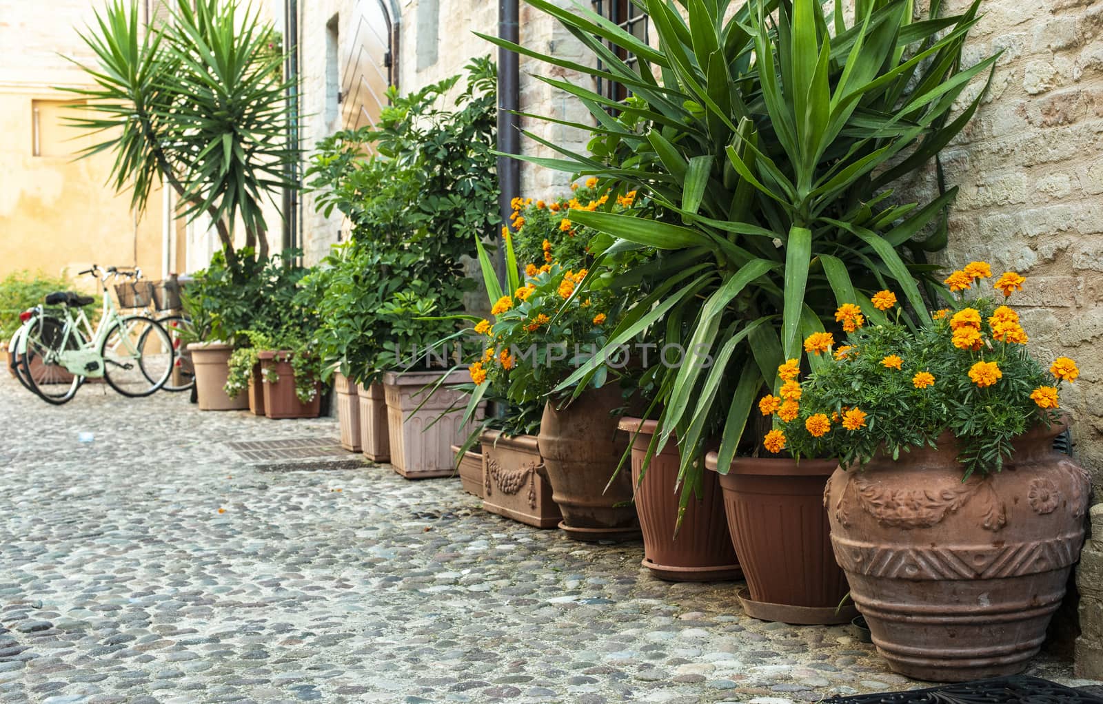 Bicycles on typical italian street. Many vintage bikes and flowers in Italy. Various colours bicycles on a small paved street. Pots with green decorative flowers. Concept for italian spirit.