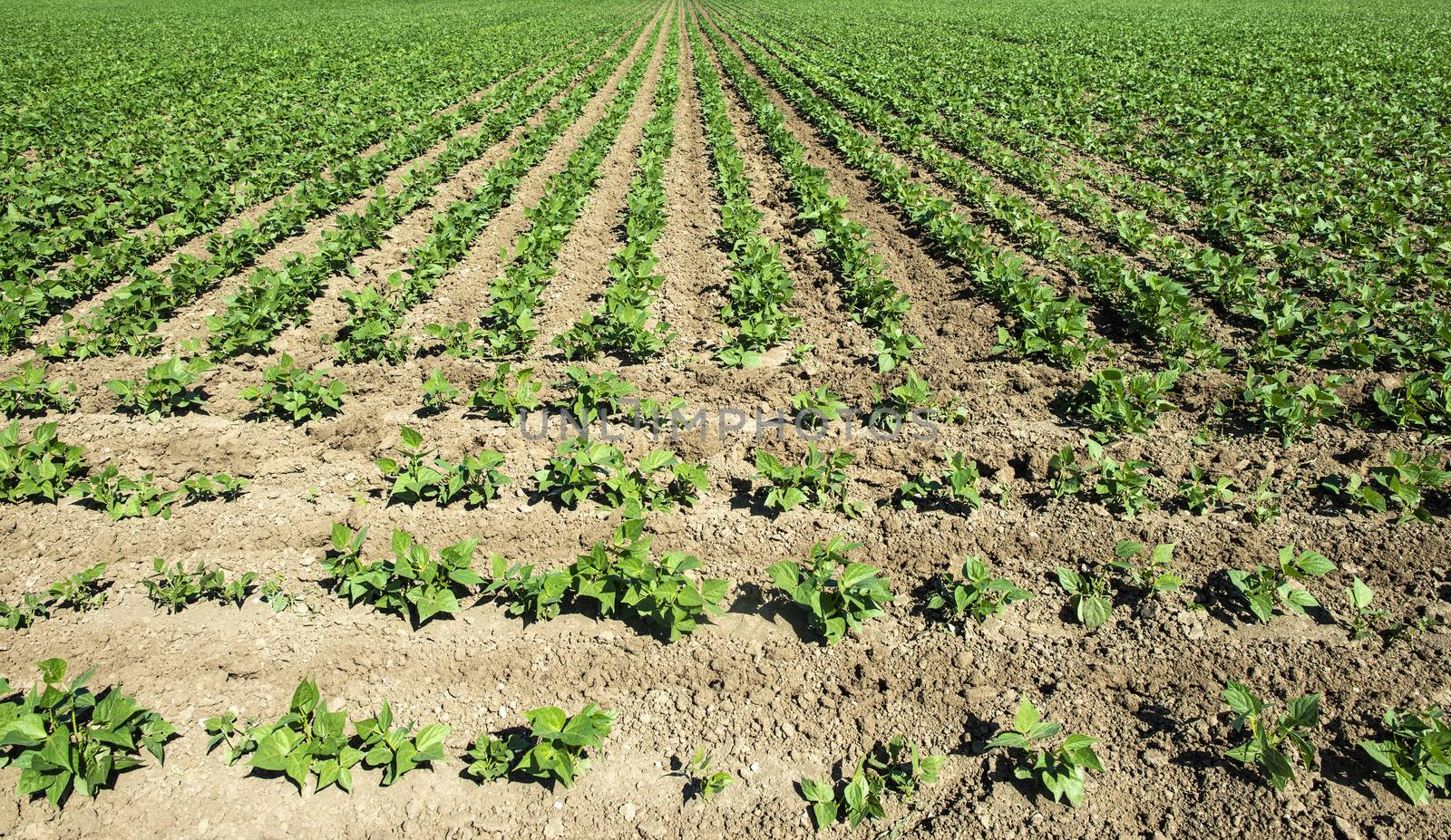 Legumes plantation. Soybean plants in rows. by deyan_georgiev