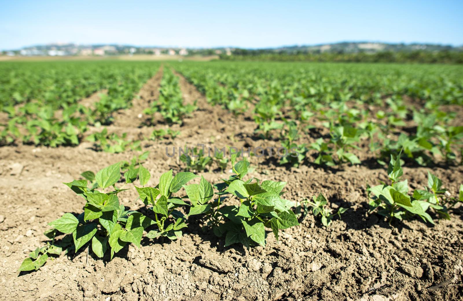 Legumes plantation. Soybean plants in rows. Sunny day.