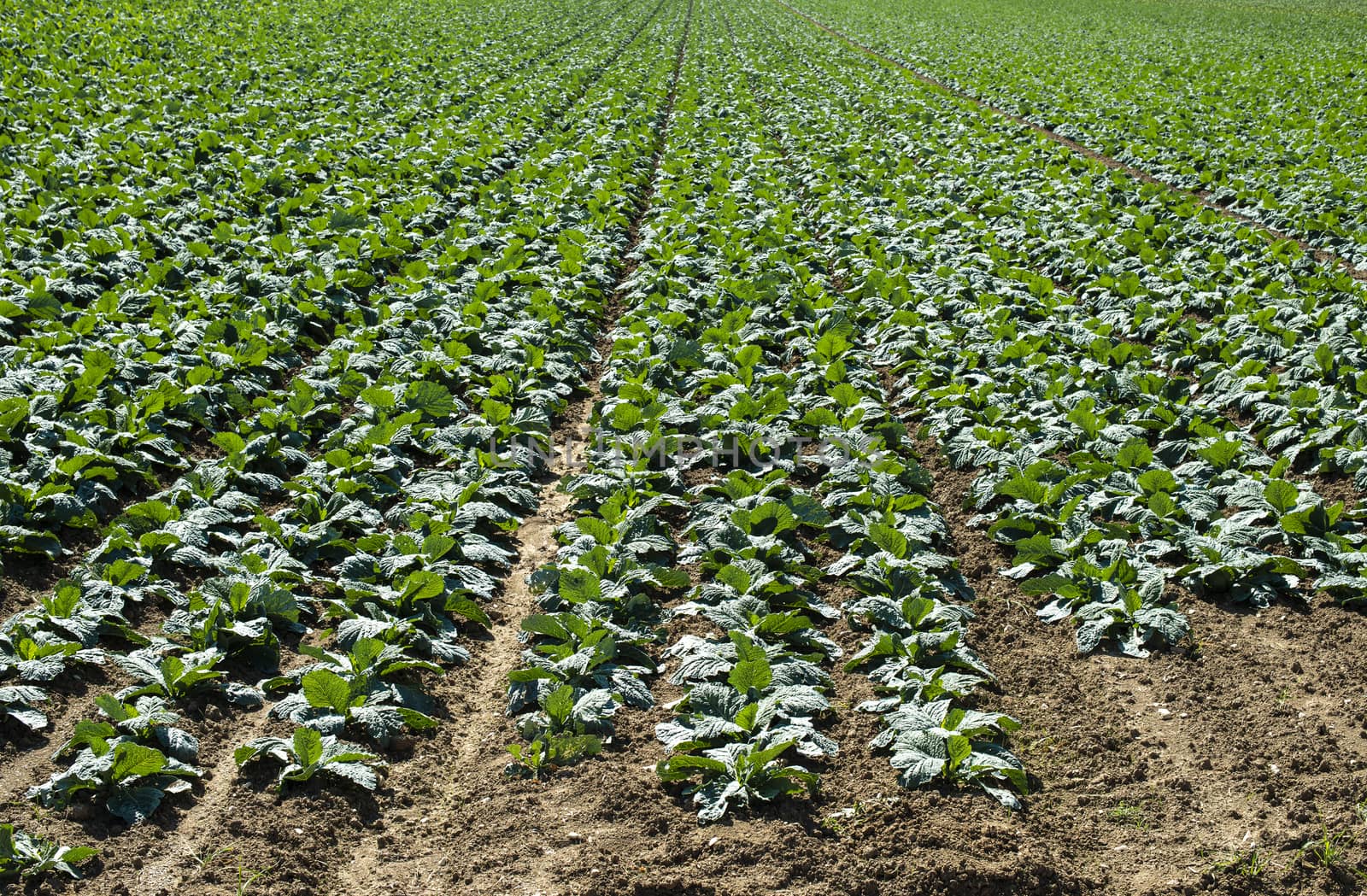 Young low artichoke plants in big industrial farm. Newly planted artichoke on the field.