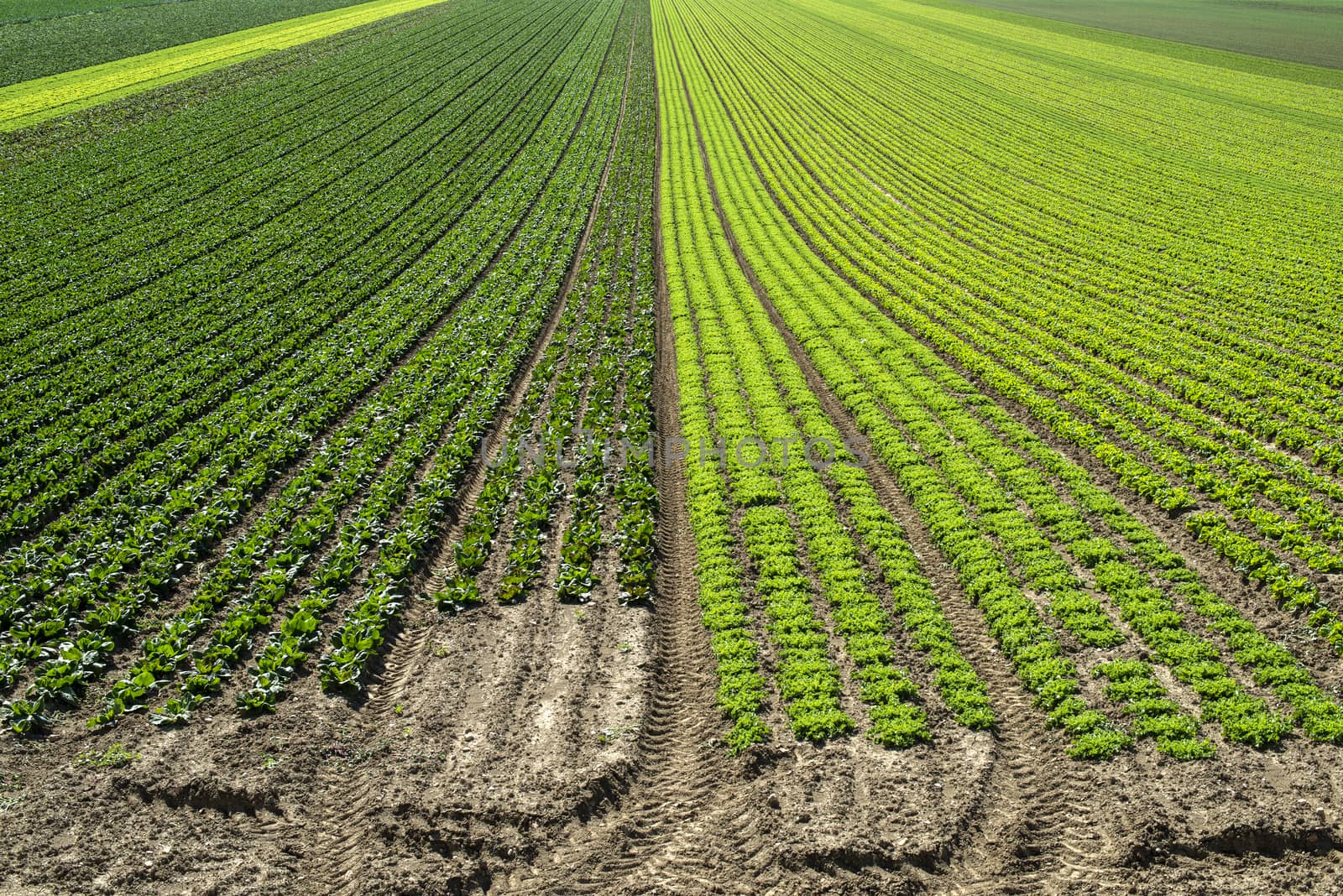 Big lettuce plantation on rows outdoor. Industrial lettuce farm. by deyan_georgiev