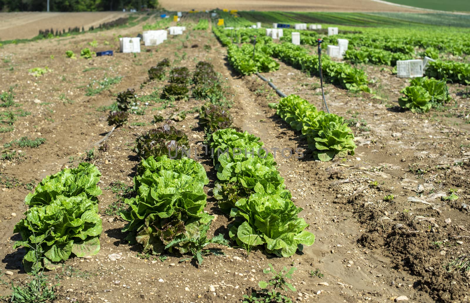 Big ripe lettuce in outdoor industrial farm. Growing lettuce in  by deyan_georgiev