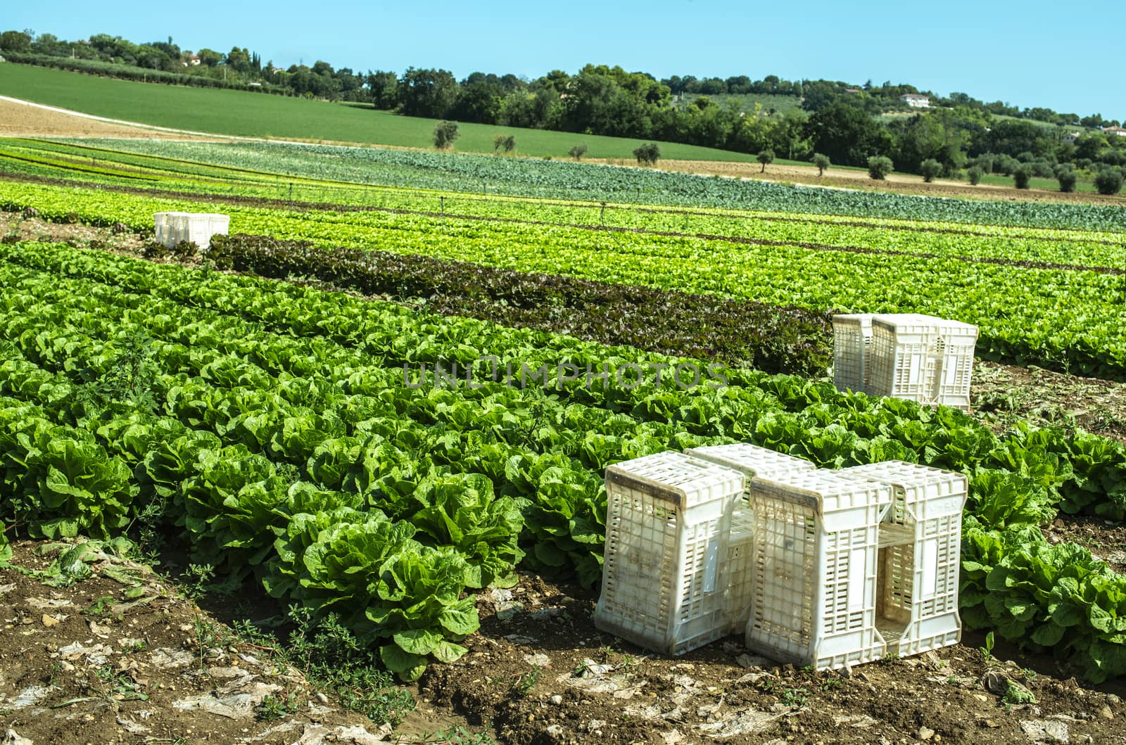 Big ripe lettuce in outdoor industrial farm. Growing lettuce in soil. Picking lettuce in plantation. White crates.