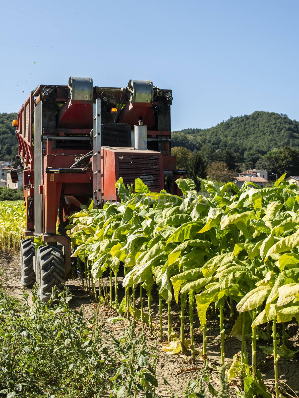 Harvesting tobacco leaves with harvester tractor by deyan_georgiev
