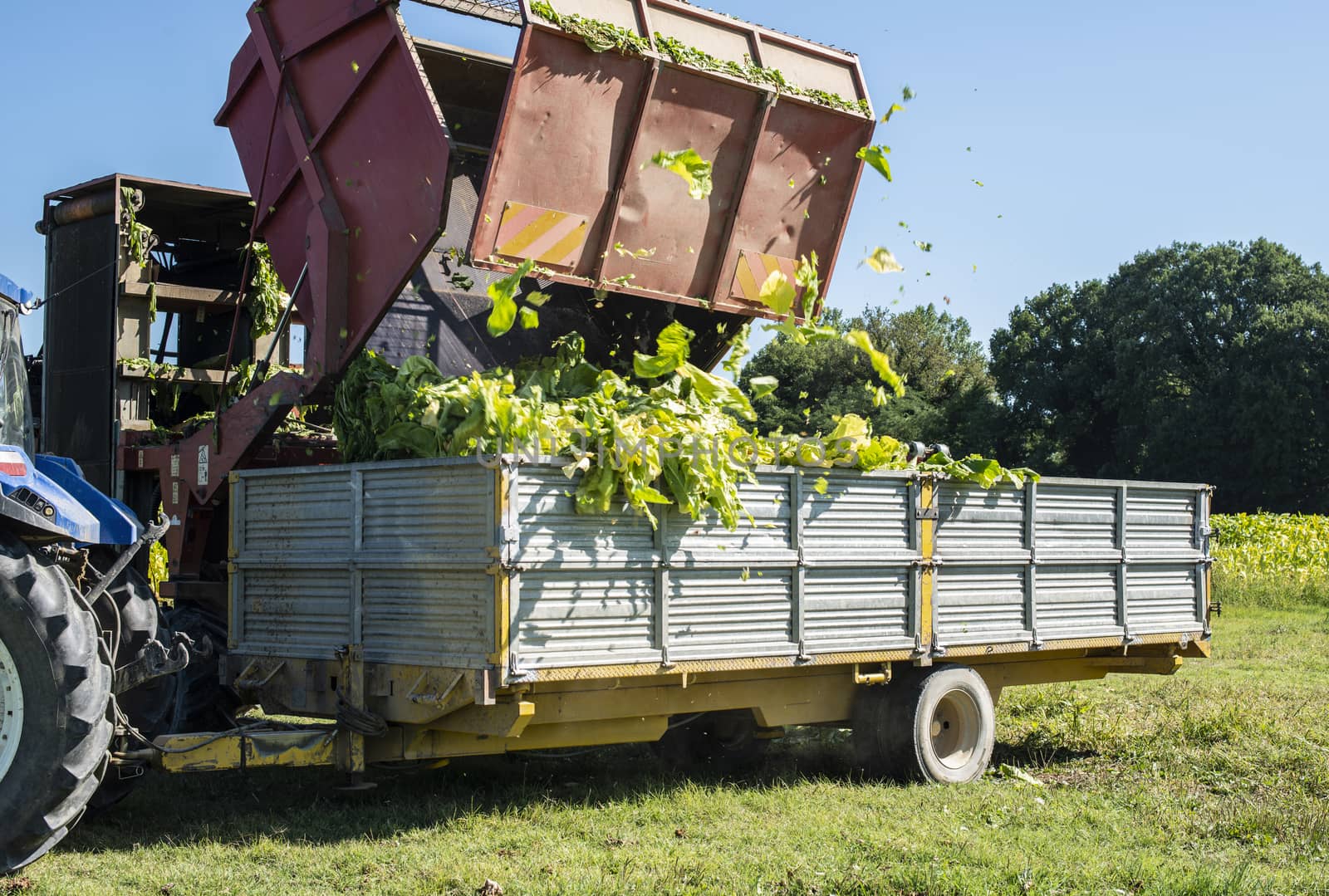 Loading tobacco leaves on truck. Harvest and transport tobacco leaves from plantation. Sunlight.