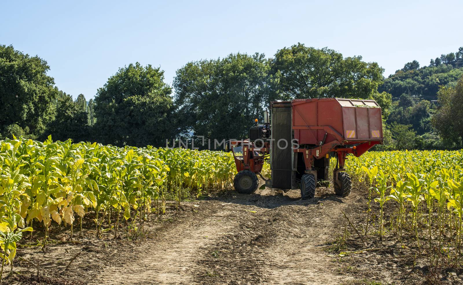 Harvesting tobacco leaves with harvester tractor. Tobacco plantation. Growing tobacco industrially. Sunlight.