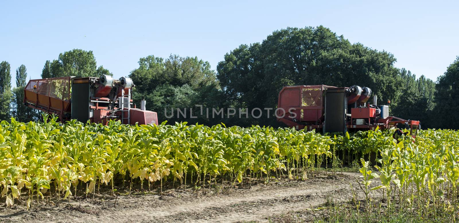 Harvesting tobacco leaves with harvester tractor. Tobacco plantation. Growing tobacco industrially. Sunlight.