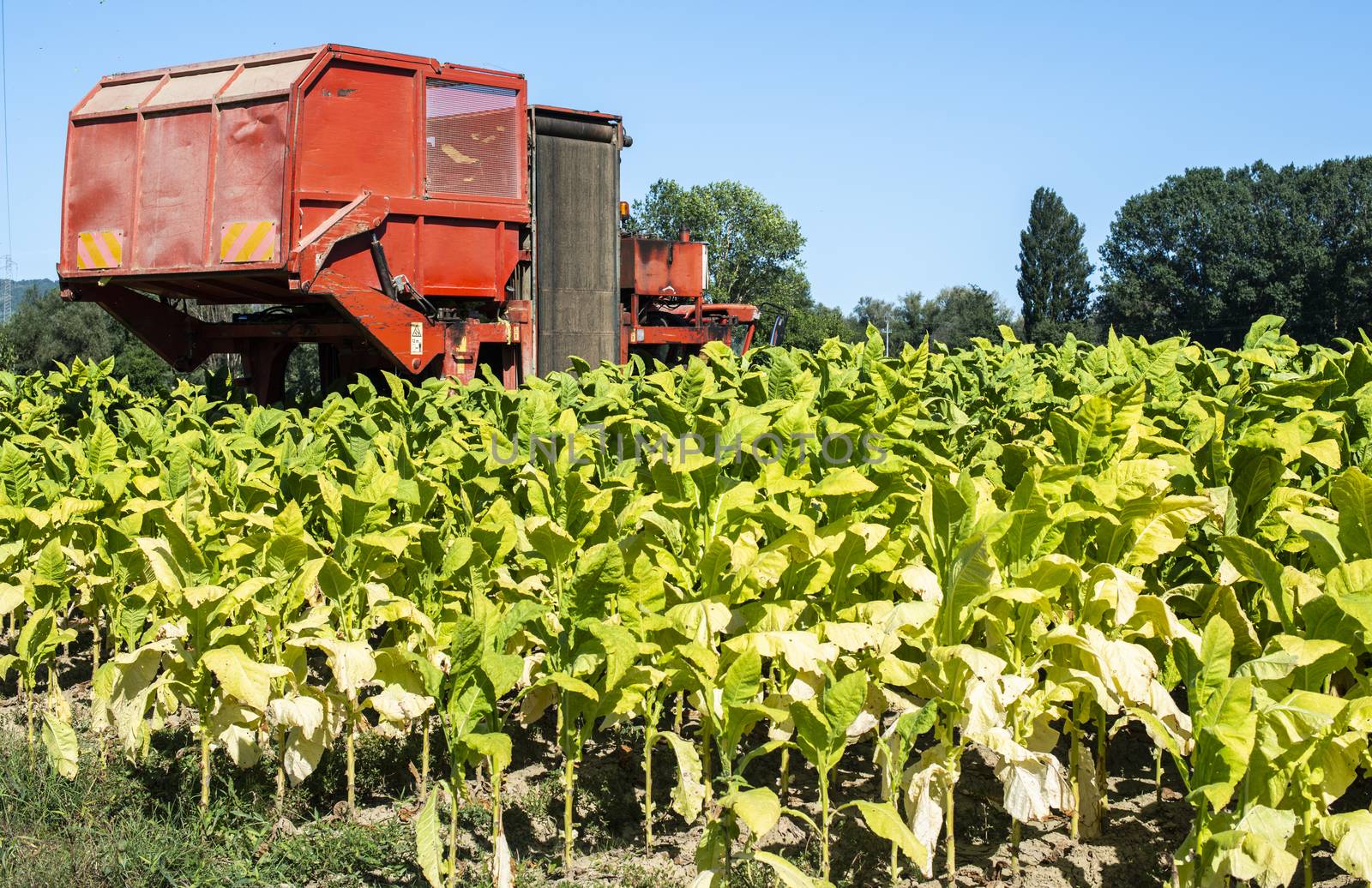 Harvesting tobacco leaves with harvester tractor by deyan_georgiev