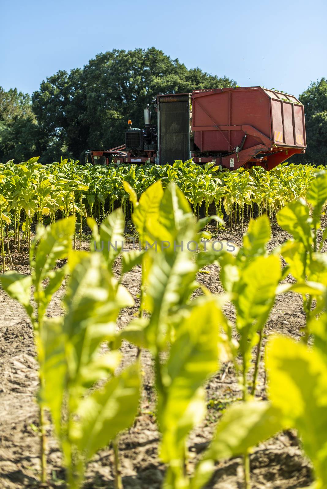 Harvesting tobacco leaves with harvester tractor by deyan_georgiev