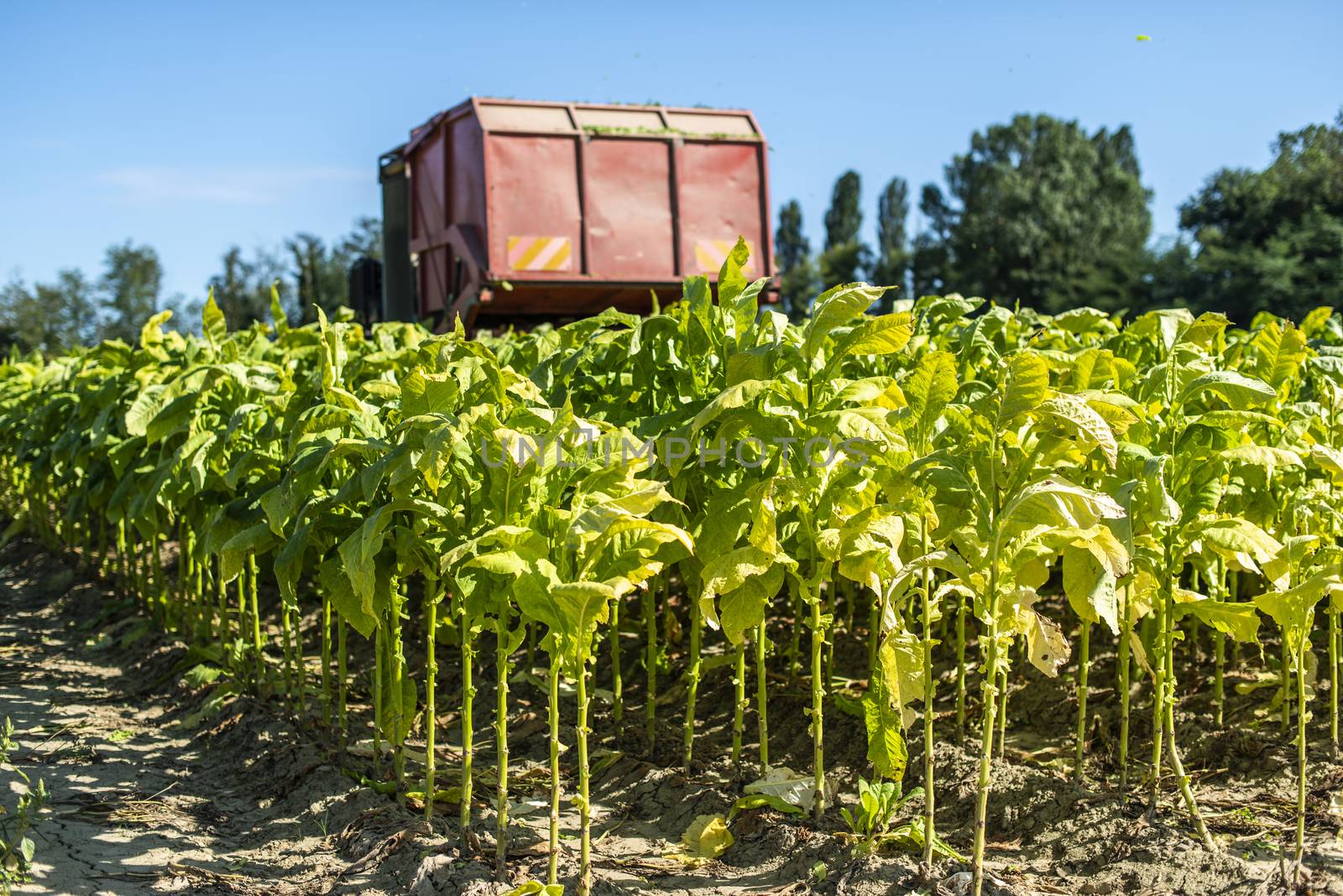 Harvesting tobacco leaves with harvester tractor by deyan_georgiev