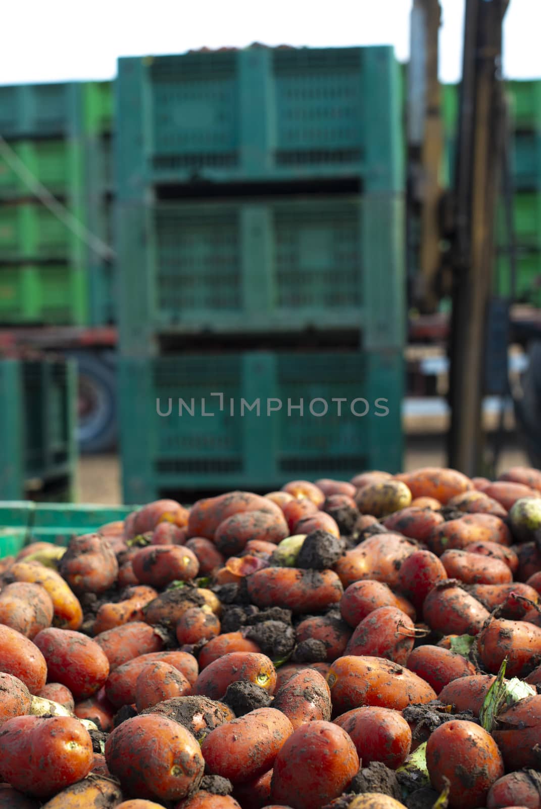 Tomatoes for canning. Agriculture land and crates with tomatoes. Harvested tomatoes.