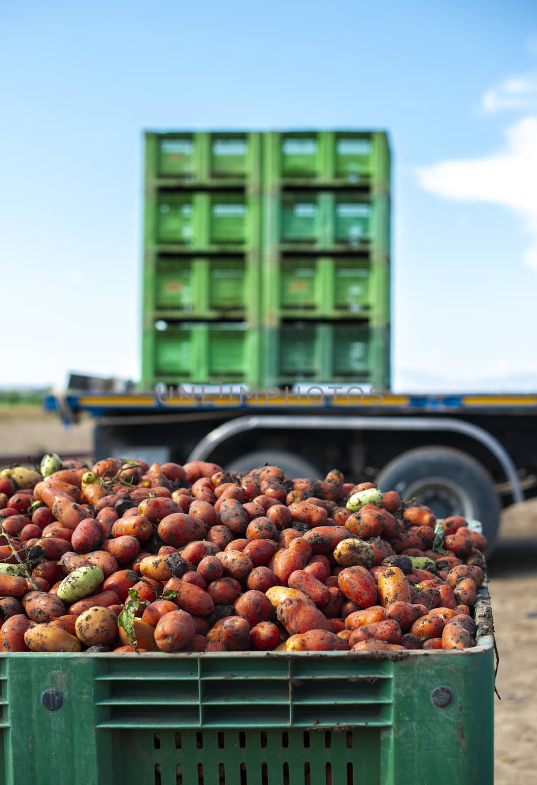 Tomatoes for canning. Agriculture land and crates with tomatoes. Harvested tomatoes.