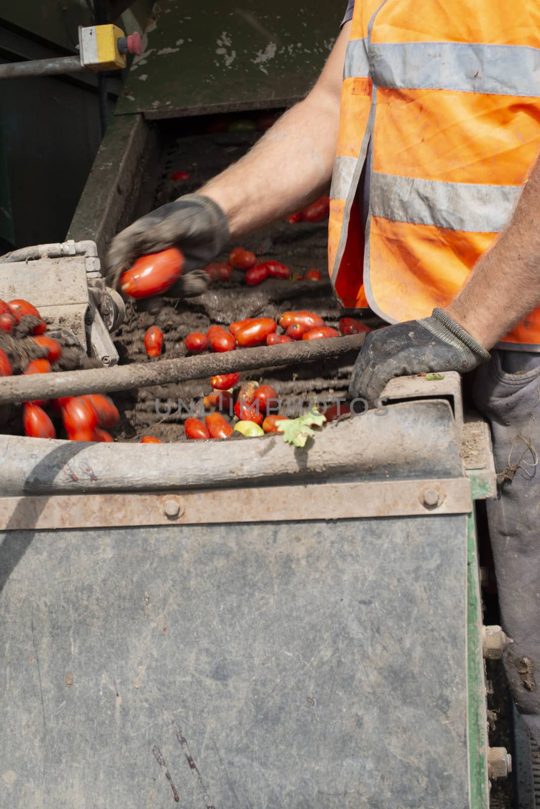 Machine with transport line for picking tomatoes on the field. T by deyan_georgiev