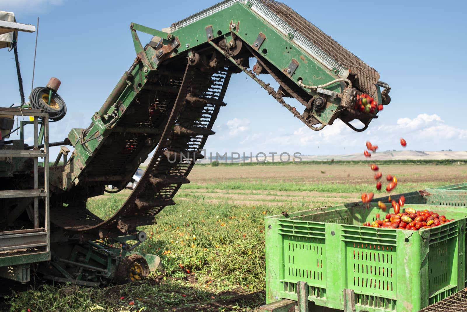 Machine with transport line for picking tomatoes on the field. T by deyan_georgiev