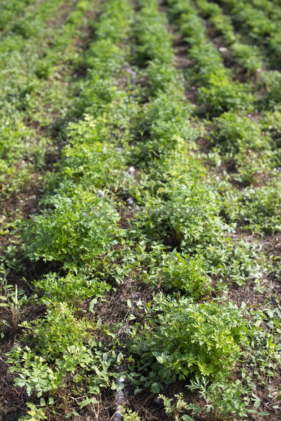 Plantation with Parsley in rows. Close up parsley in farm. by deyan_georgiev