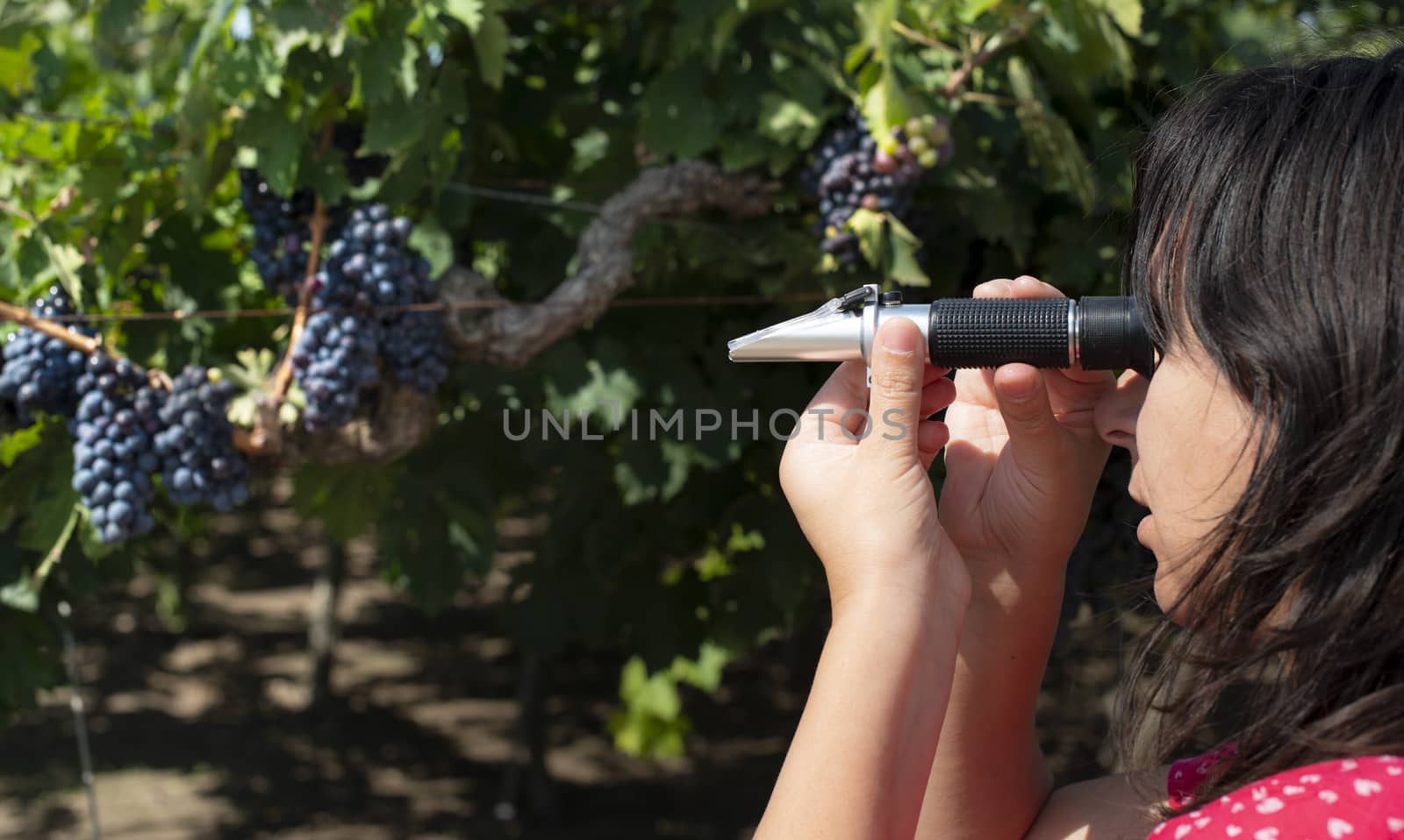 Farmer measures the sugar content of the grapes with refractomet by deyan_georgiev