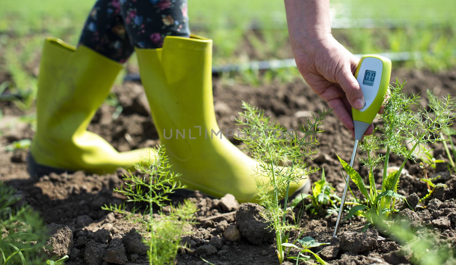 Fennel plantation. Measure soil contents with digital device by deyan_georgiev