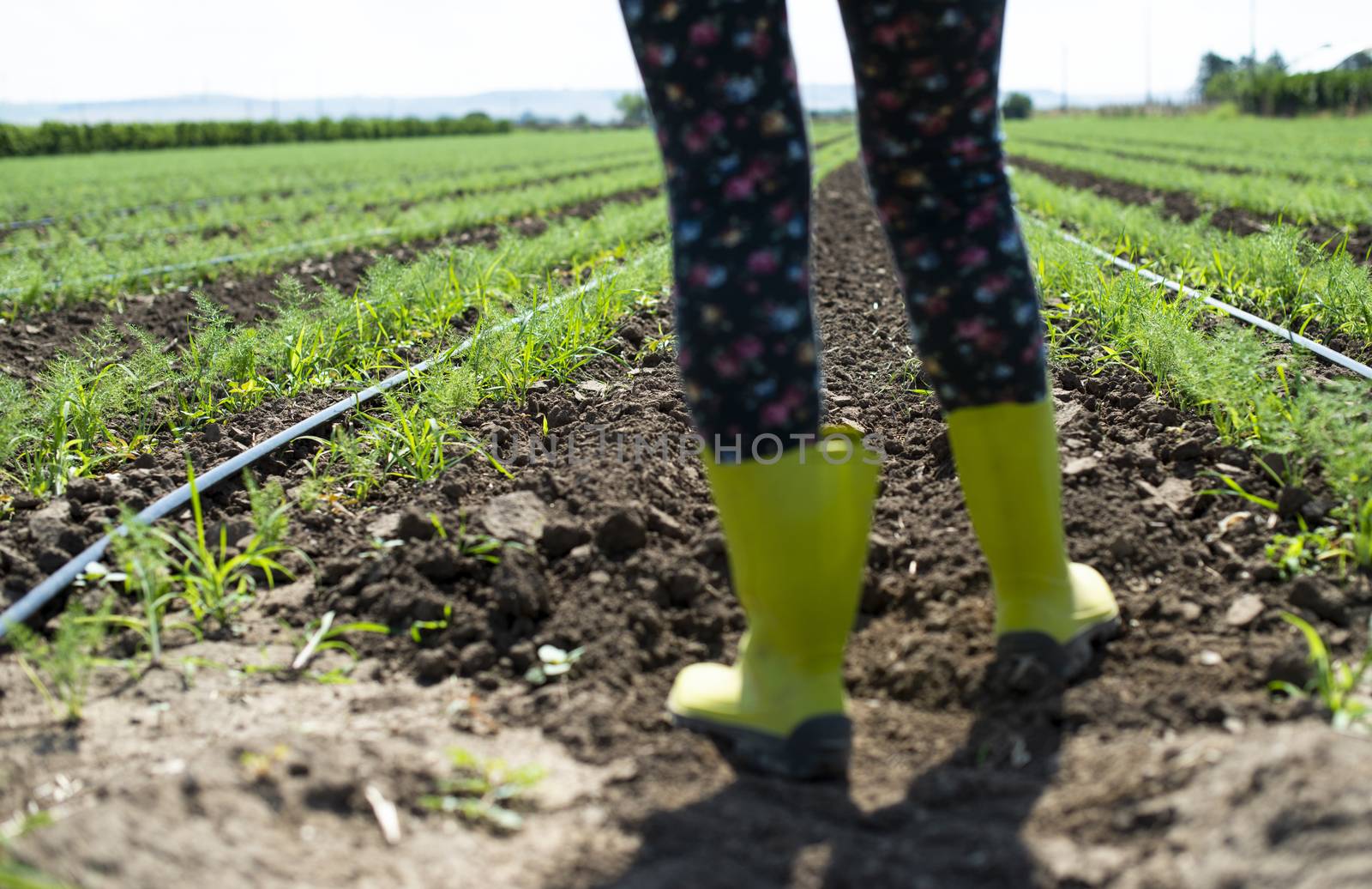 Woman farmer with boots in Fennel plantation. Growing fennel in big industrial farm.