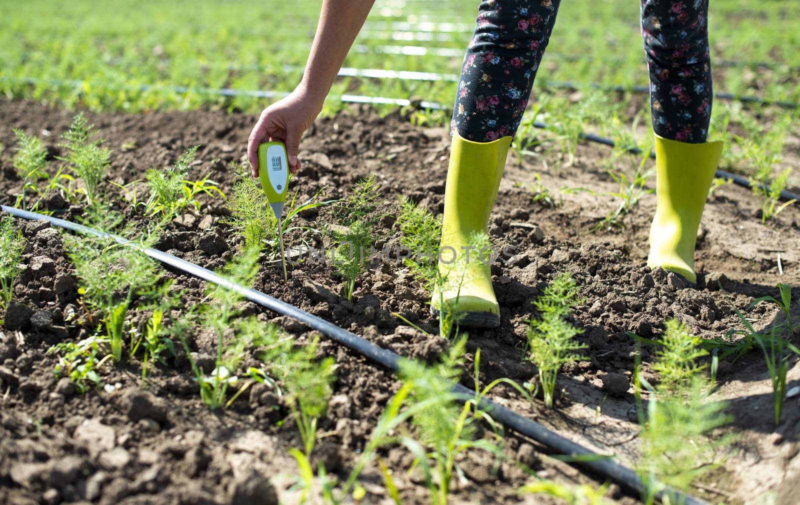 Fennel plantation. Measure soil contents with digital device by deyan_georgiev