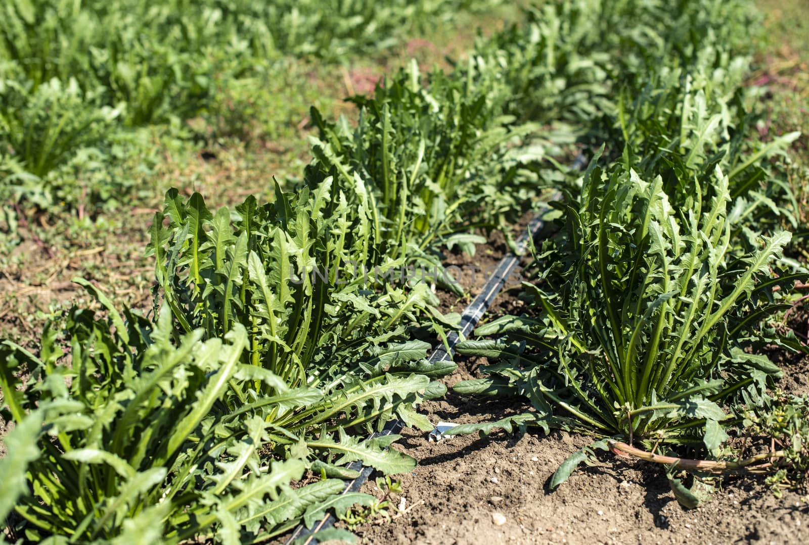 Chicory plantation. Agriculture industrial farm with chicory.