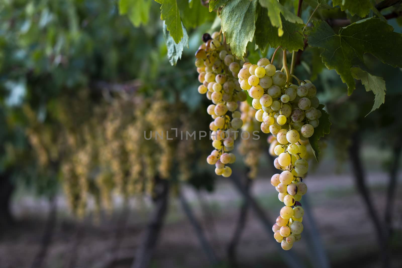 Sweet dessert grapes. Sunlight on grapes for eat. Close up