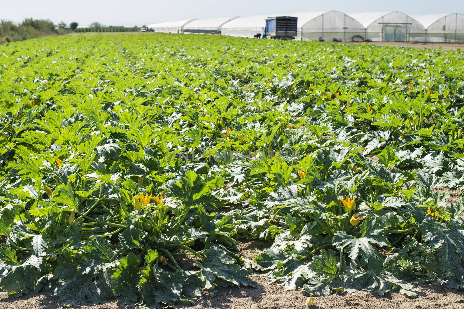 Zucchini on rows in industrial farm. by deyan_georgiev