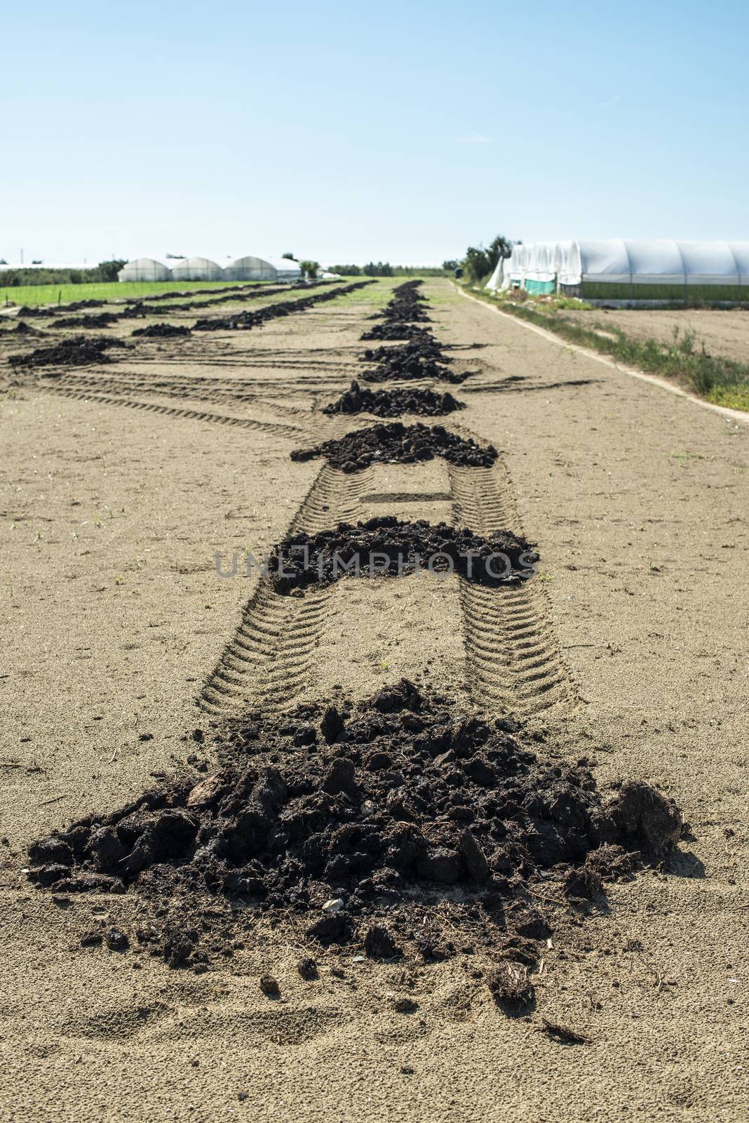 Natural fertilizer in agricultural land scattered on piles. Soil fertilization concept. Farmland and manure. Bio and ecological soild concept. Helthy growing concept with natural fertilizer.